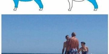 Dog wearing pants at the beach, mimicking viral dog pants debate