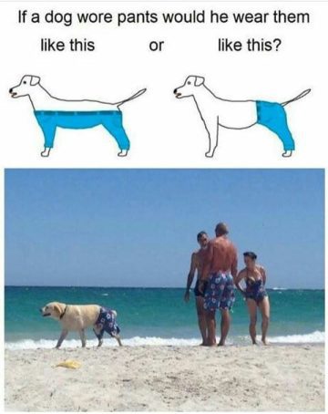 Dog wearing pants at the beach, mimicking viral dog pants debate