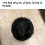 Dog described as a black hole for food on the floor.