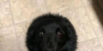 Dog described as a black hole for food on the floor.
