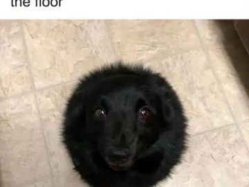 Dog described as a black hole for food on the floor.