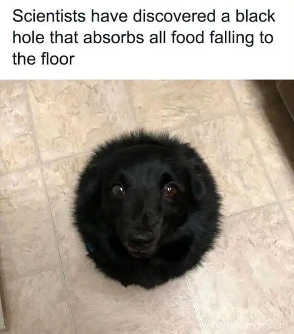 Dog described as a black hole for food on the floor.