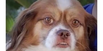 Dog with a skeptical face captioned about having fun at work.