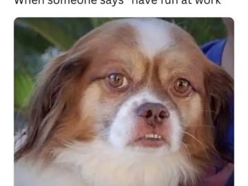 Dog with a skeptical face captioned about having fun at work.