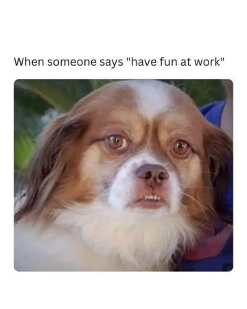 Dog with a skeptical face captioned about having fun at work.