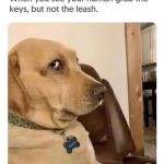 Dog giving side-eye when owner grabs keys instead of leash