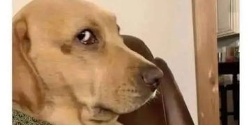 Dog giving side-eye when owner grabs keys instead of leash