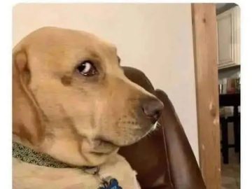 Dog giving side-eye when owner grabs keys instead of leash