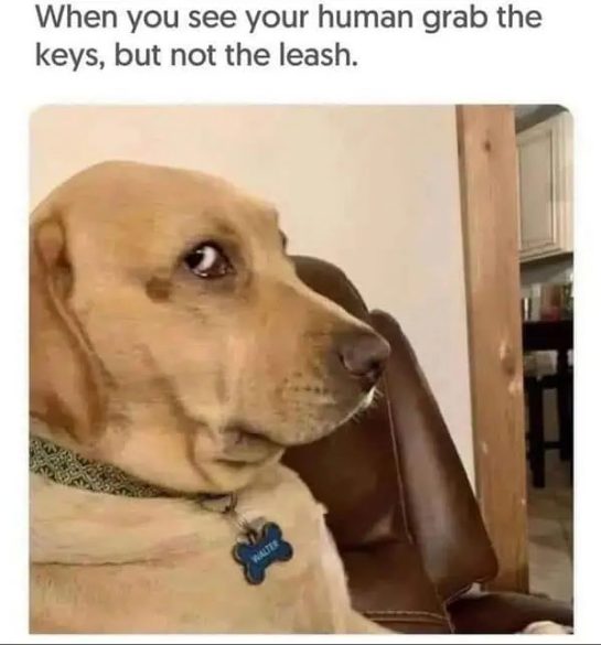 Dog giving side-eye when owner grabs keys instead of leash