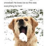 Dog joyfully catching a snowball in its mouth for the first time.