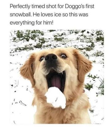 Dog joyfully catching a snowball in its mouth for the first time.