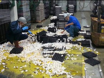 Workers dealing with a massive egg spill in the warehouse.
