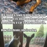 Fawn standing with two dogs, looking outside together.