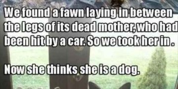 Fawn standing with two dogs, looking outside together.