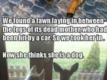 Fawn standing with two dogs, looking outside together.