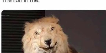Taxidermy lion meme with humorous motivational quote