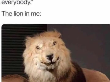 Taxidermy lion meme with humorous motivational quote