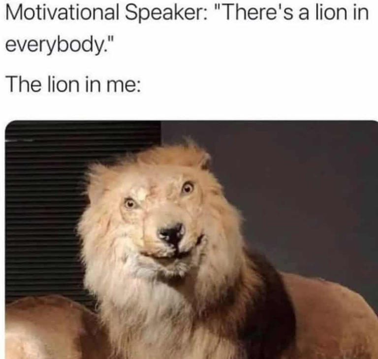 Taxidermy lion meme with humorous motivational quote