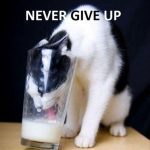 Cat sticking head in glass to drink milk with "Never Give Up" text