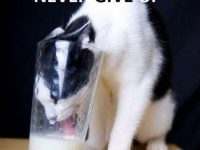 Cat sticking head in glass to drink milk with "Never Give Up" text