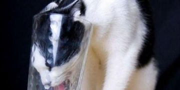 Cat sticking head in glass to drink milk with "Never Give Up" text