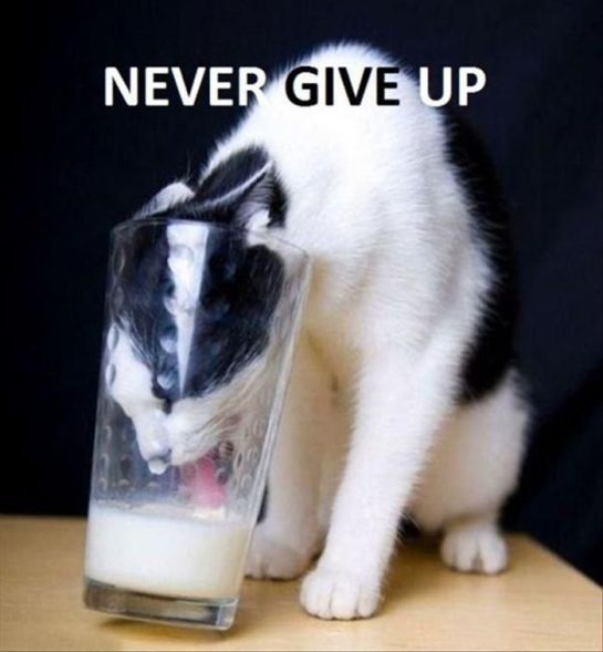 Cat sticking head in glass to drink milk with "Never Give Up" text
