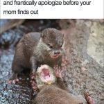 Two otters playfully fighting; one looks apologetic and frantic.