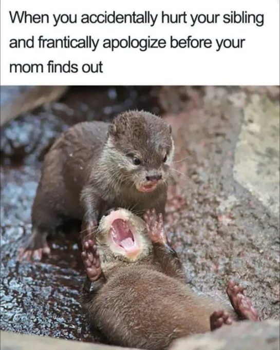 Two otters playfully fighting; one looks apologetic and frantic.