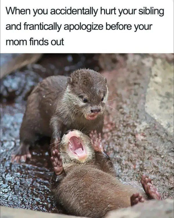 Two otters playfully fighting; one looks apologetic and frantic.