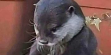 Otter looking regretful about not buying snacks at the store.