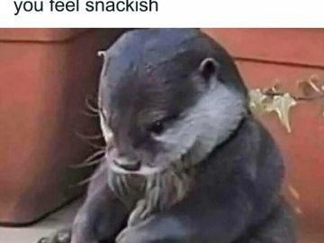 Otter looking regretful about not buying snacks at the store.