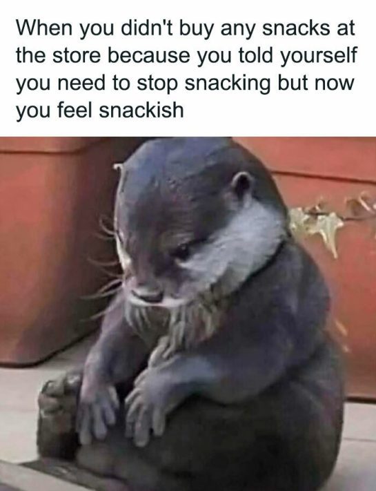 Otter looking regretful about not buying snacks at the store.