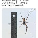 A spider next to a ruler showing it's 4 inches long, causing a scream.
