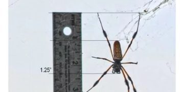 A spider next to a ruler showing it's 4 inches long, causing a scream.