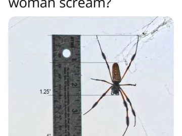 A spider next to a ruler showing it's 4 inches long, causing a scream.