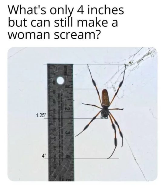 A spider next to a ruler showing it's 4 inches long, causing a scream.