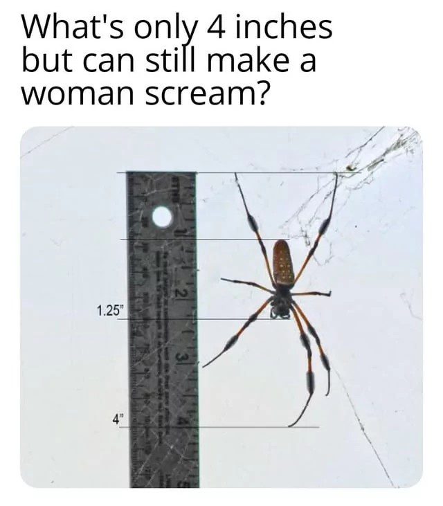 A spider next to a ruler showing it's 4 inches long, causing a scream.