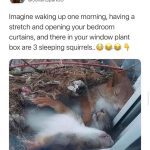 Three sleeping squirrels cozy in a window plant box.