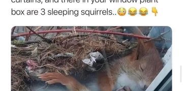 Three sleeping squirrels cozy in a window plant box.