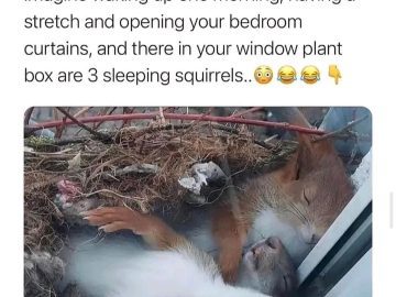 Three sleeping squirrels cozy in a window plant box.
