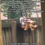 Squirrel enjoying a tiny picnic table with snacks on a fence.