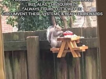 Squirrel enjoying a tiny picnic table with snacks on a fence.