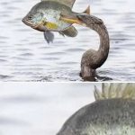 A fish looking unimpressed as it's being eaten by a bird.