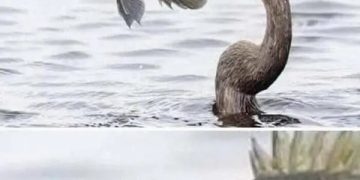 A fish looking unimpressed as it's being eaten by a bird.
