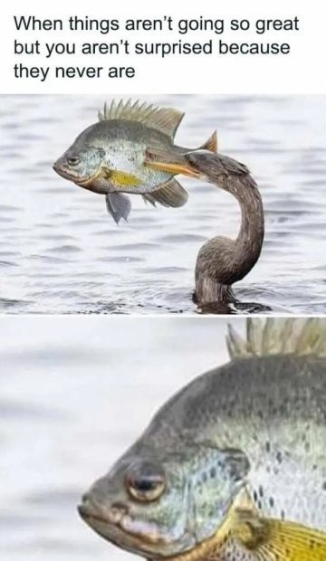 A fish looking unimpressed as it's being eaten by a bird.