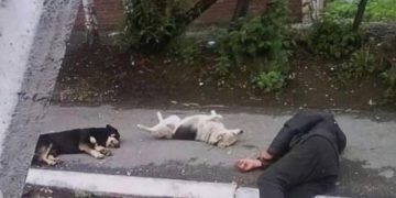 Person and two dogs lying on sidewalk in relaxation mode.