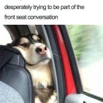 Dog squished in car backseat trying to listen to front seat chat.