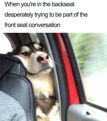 Dog squished in car backseat trying to listen to front seat chat.