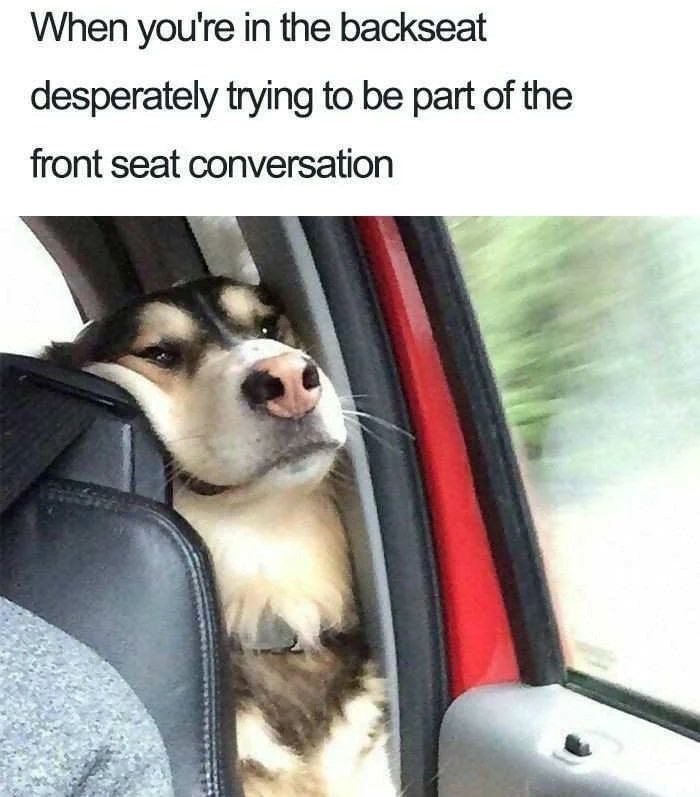 Dog squished in car backseat trying to listen to front seat chat.