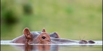 A hippo peeking out of water, captioned about hearing noises when alone.